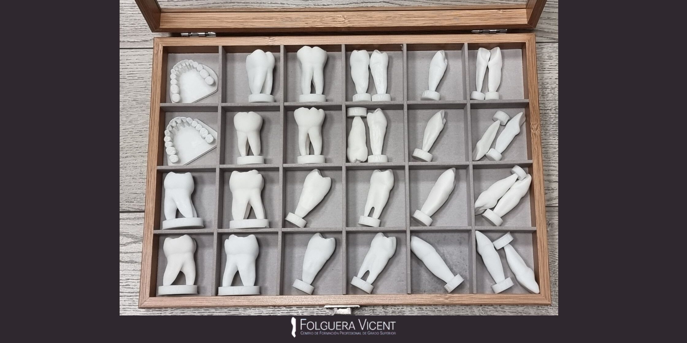 Morfologia Dentaria.