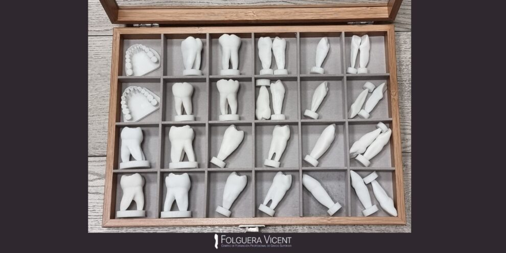 Morfologia Dentaria.